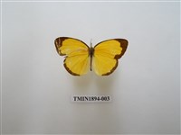 藏品(亮色黃蝶)的圖片